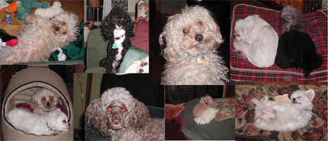 lauripups