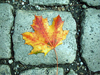 leaf1