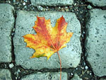 leaf2