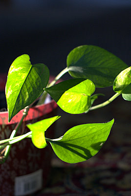 Leaves