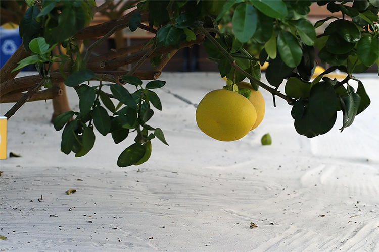 Lemon tree