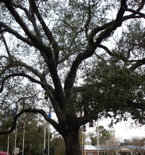 Liberty Tree