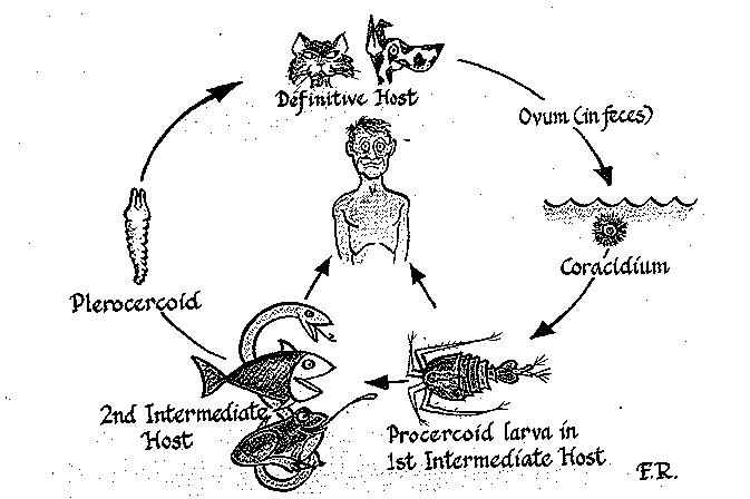 Life_Cycle