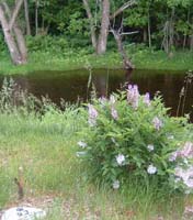 lilacs