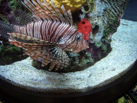 Lion Fish Living Seas