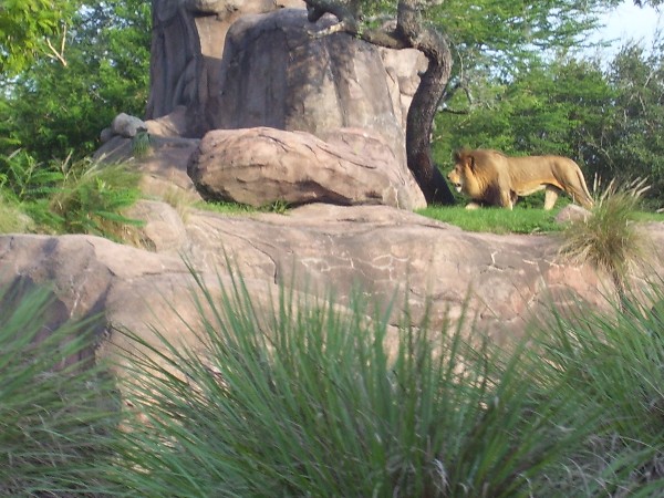 lion