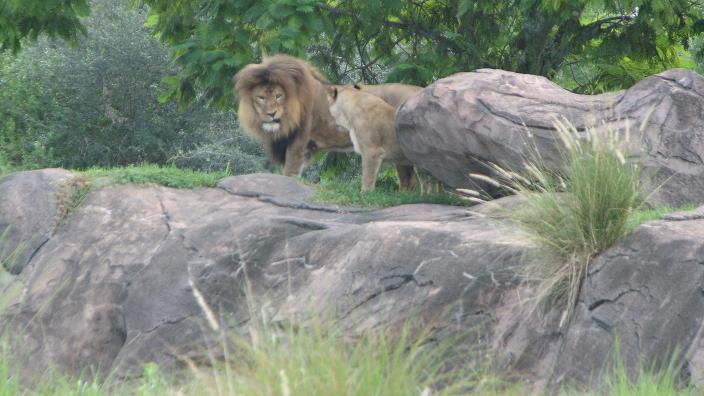 lion
