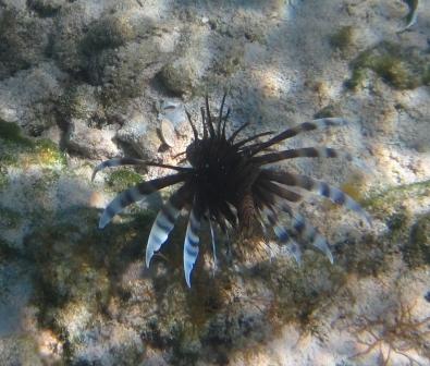 Lionfish at Castaway Cay