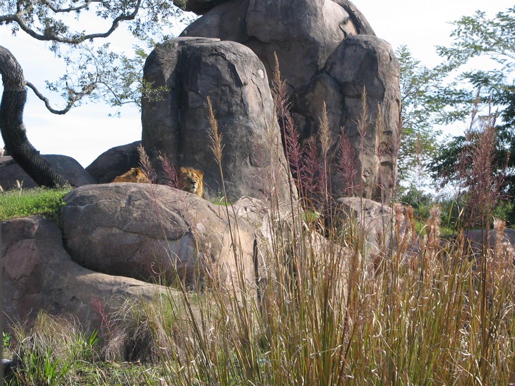 Lions at Pride Rock