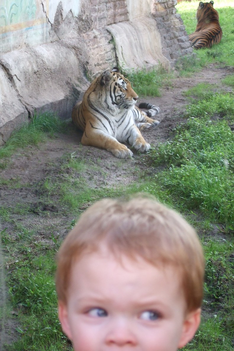Lions, Tigers...oh my