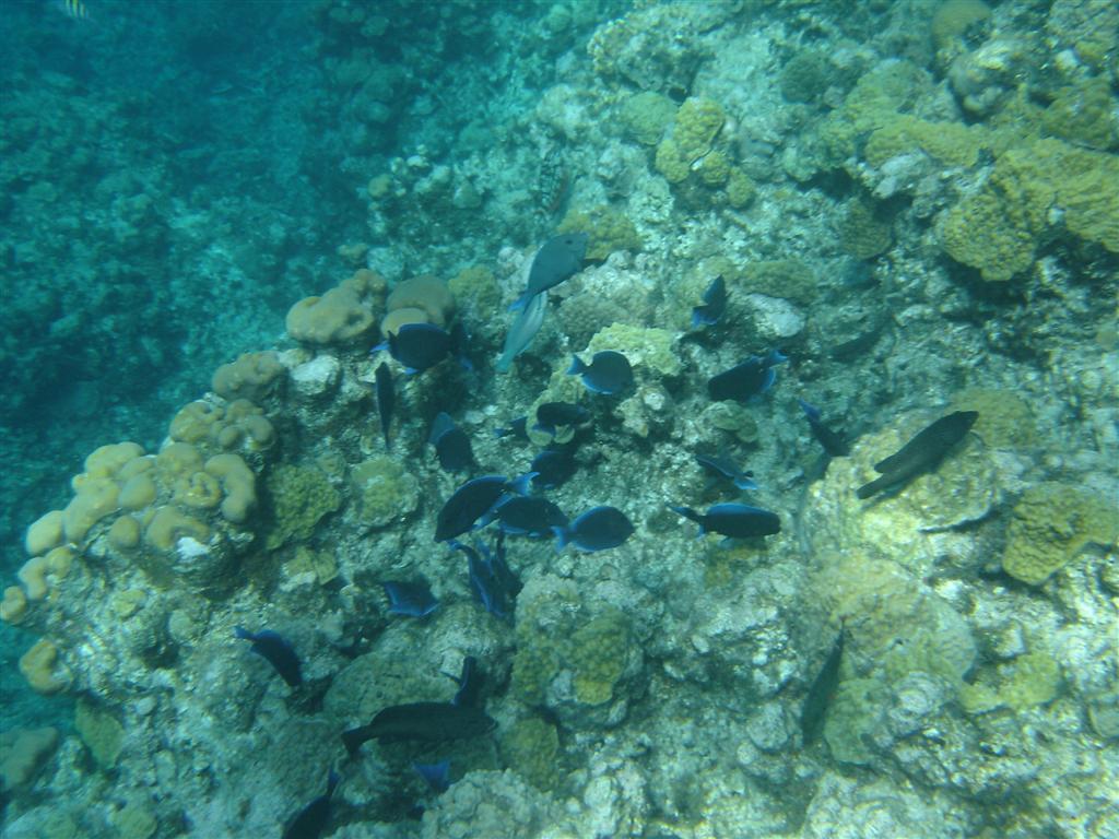 Little black fish - Cheeseburger Reef, Grand Cayman