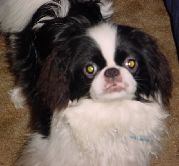 Little Dog