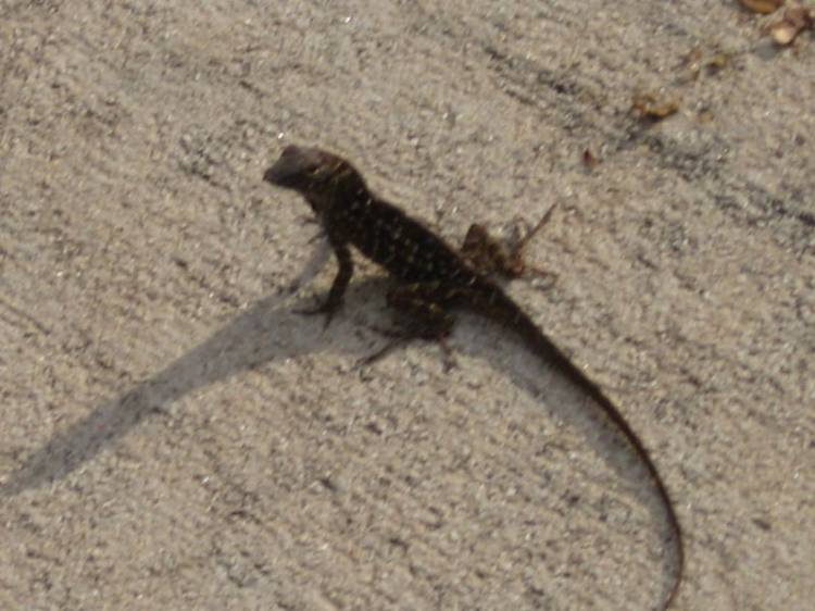 lizard