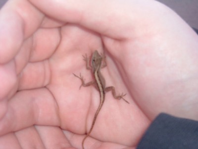 lizard_web