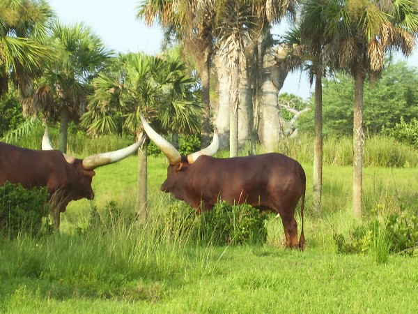 longhorn