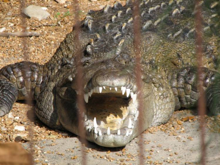 Look at those teeth!