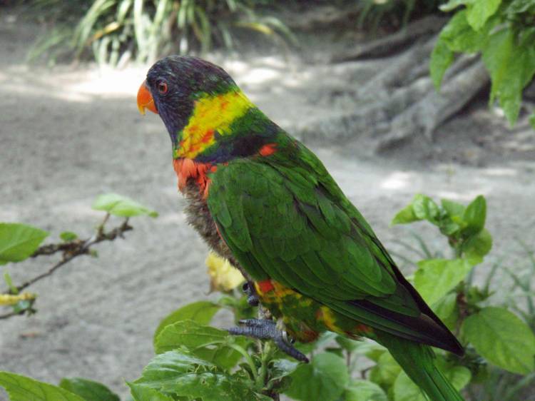 Lorikeet