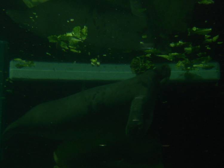 Lou the Manatee