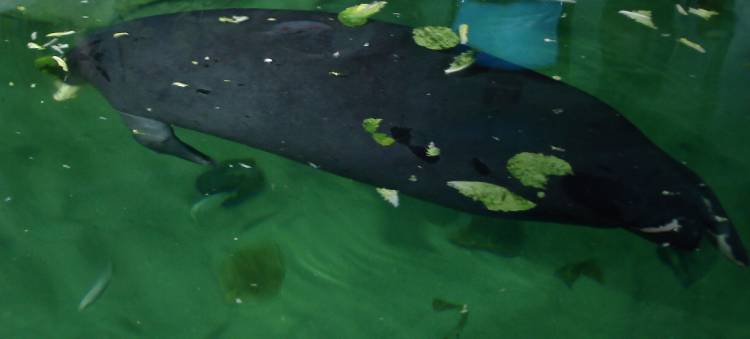 Lou the Manatee