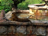 Lounging Tiger at AK