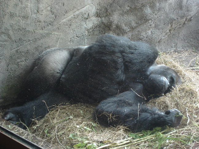 Lowland Gorilla