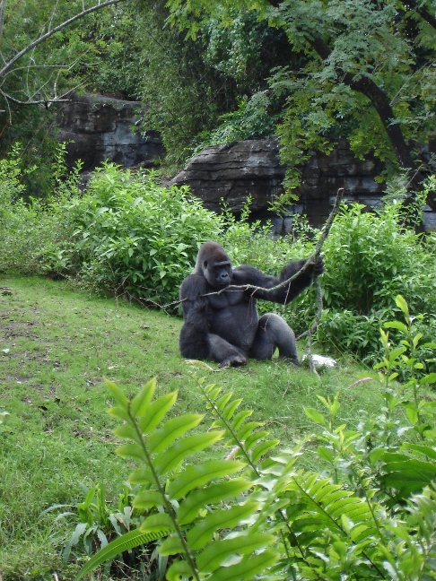 Lowland Gorilla
