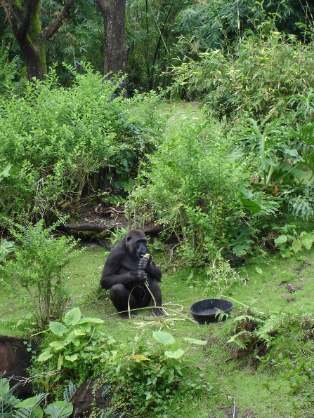 Lowland Gorilla