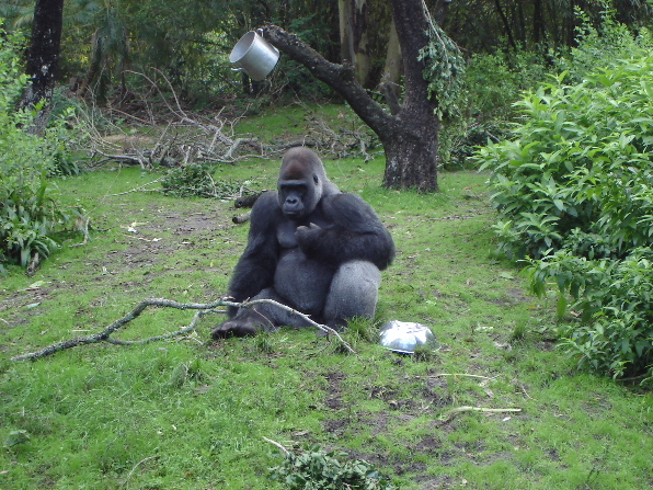 Lowland Gorilla