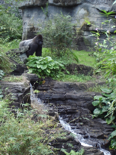 Lowland Gorilla