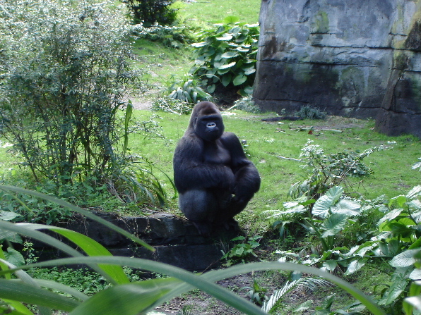 Lowland Gorilla