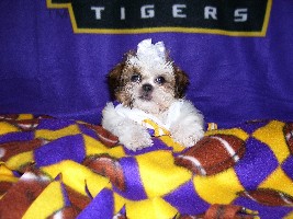 LSUbaby_Isabella