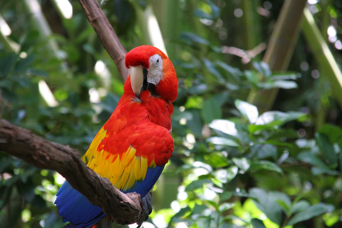 Macaw at Animal Kingdom