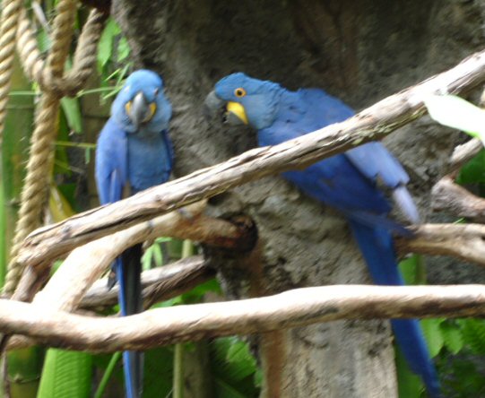 Macaws