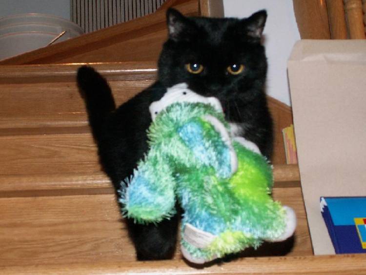 Magic carrying his Green Puppy