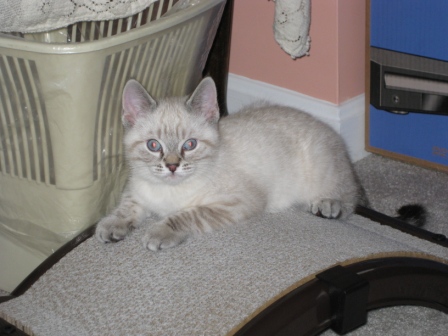Maia