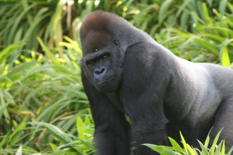 Majestic Silverback