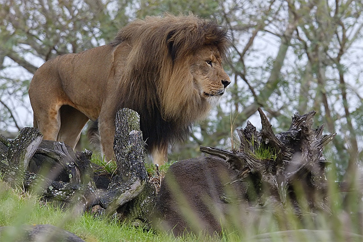 Male lion