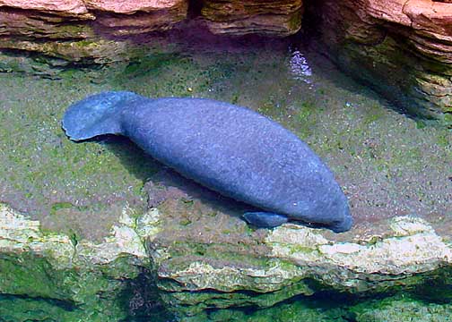 Manatee at Sea World