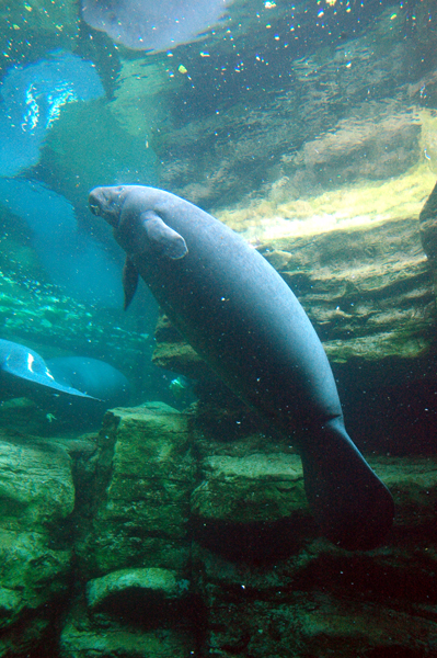 Manatee Rescue at SW