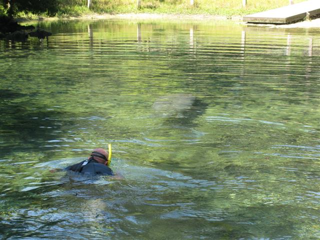 Manatee Springs