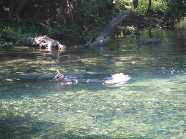 Manatee Springs