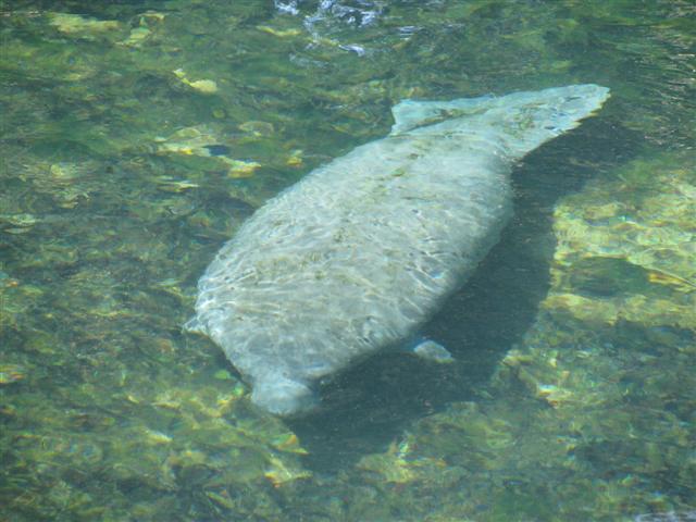 Manatee Springs