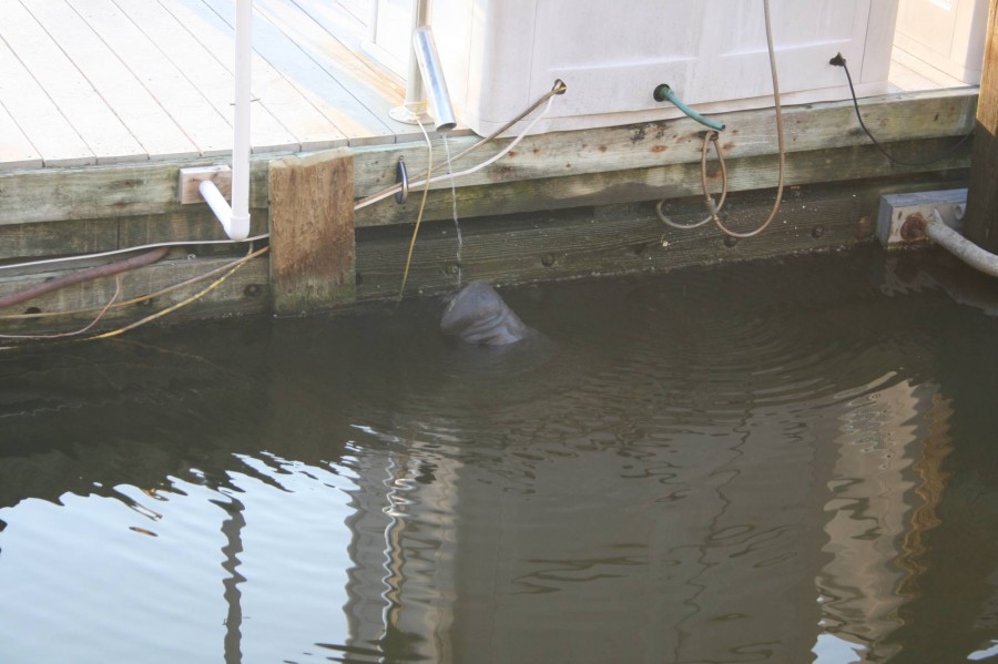 Manatee4