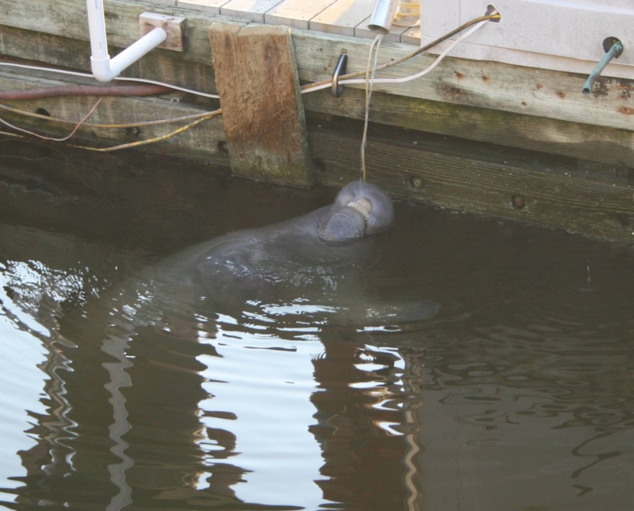 Manatee6