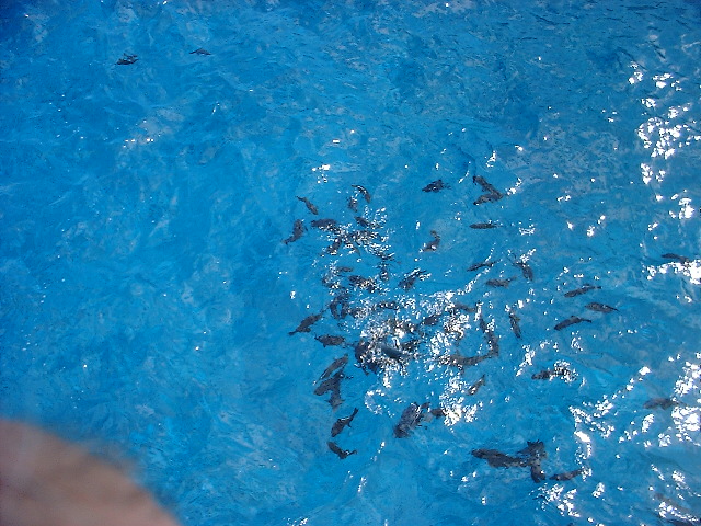 MAUI_3_2009_100