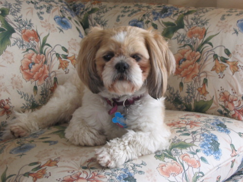 Max