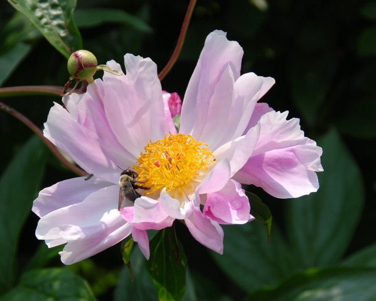 MAY_Bee
