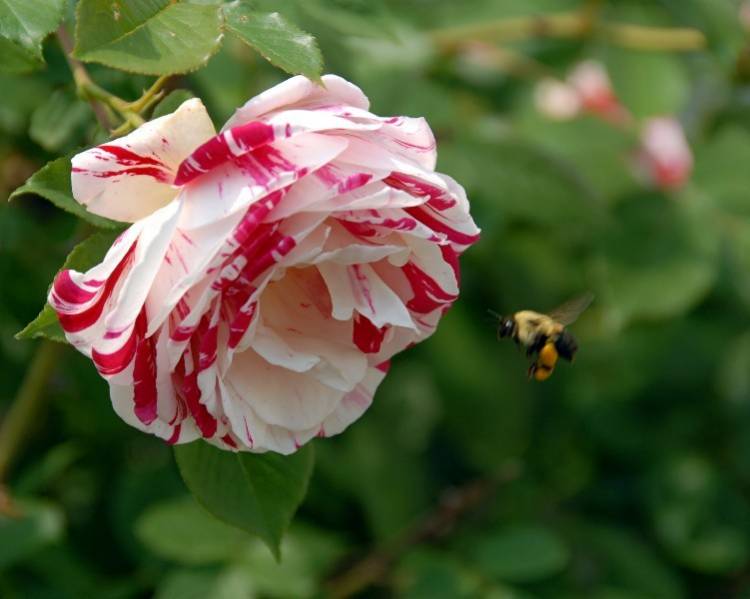 MAY_Bee_roses