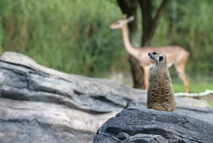 Meercat alert
