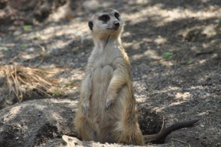 Meerkat Scout